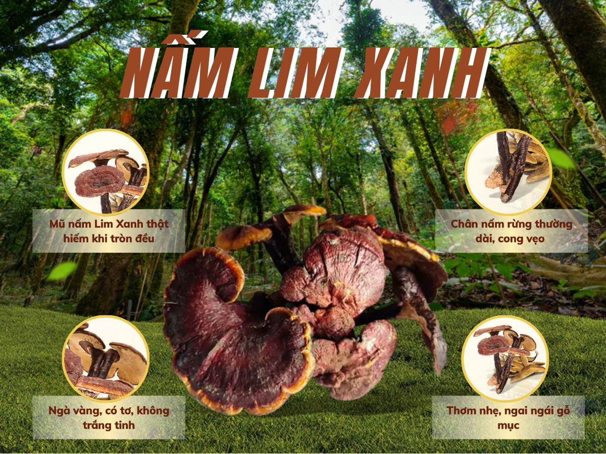 hình ảnh nấm lim xanh